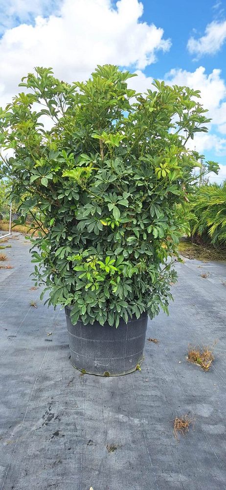 schefflera-arboricola-green-umbrella-tree