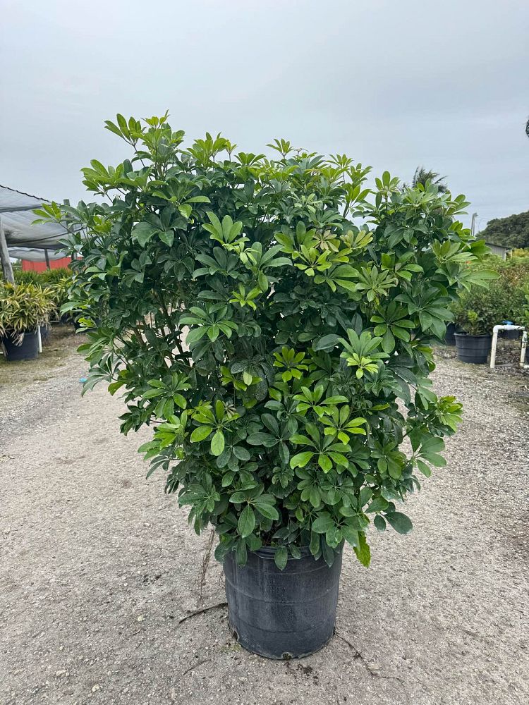schefflera-arboricola-green-umbrella-tree