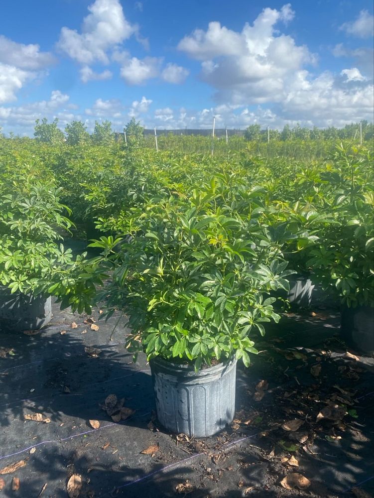 schefflera-arboricola-green-umbrella-tree