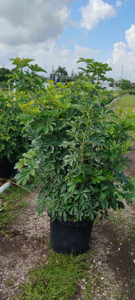 schefflera-arboricola-green-umbrella-tree