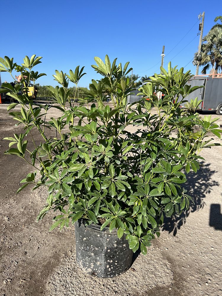 schefflera-arboricola-green-umbrella-tree