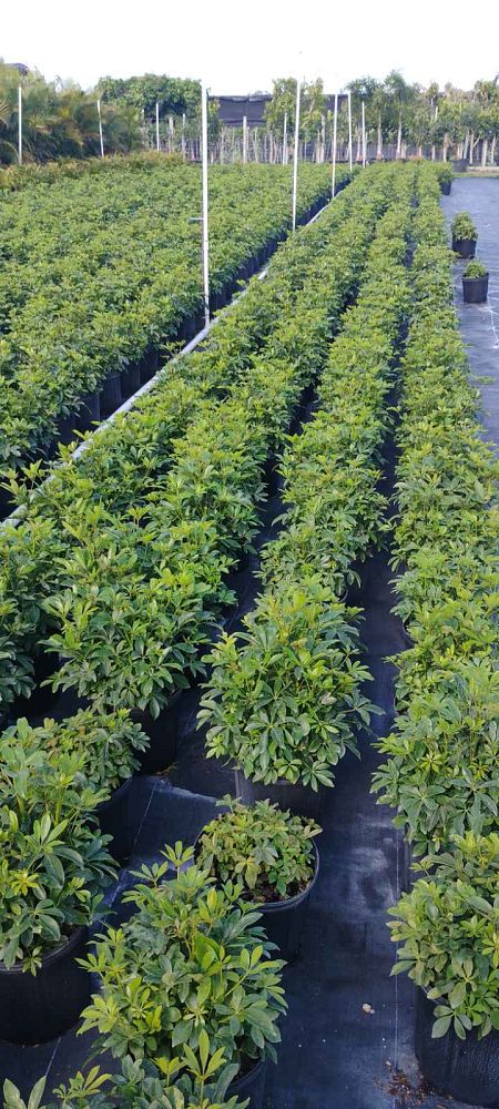 schefflera-arboricola-green-umbrella-tree