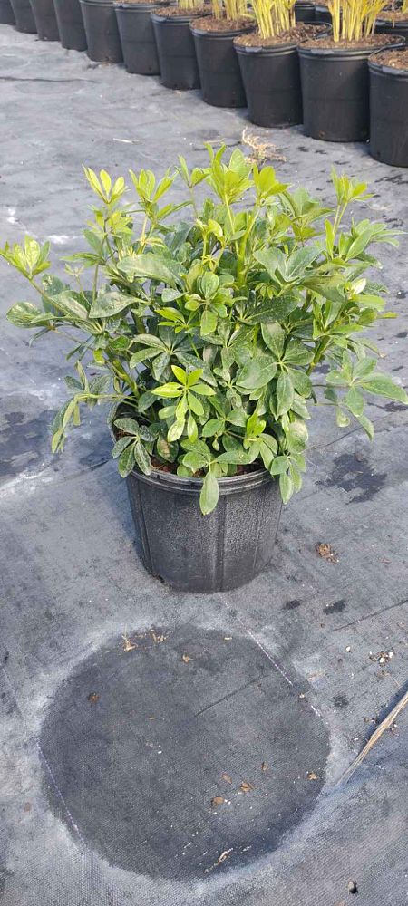 schefflera-arboricola-green-umbrella-tree