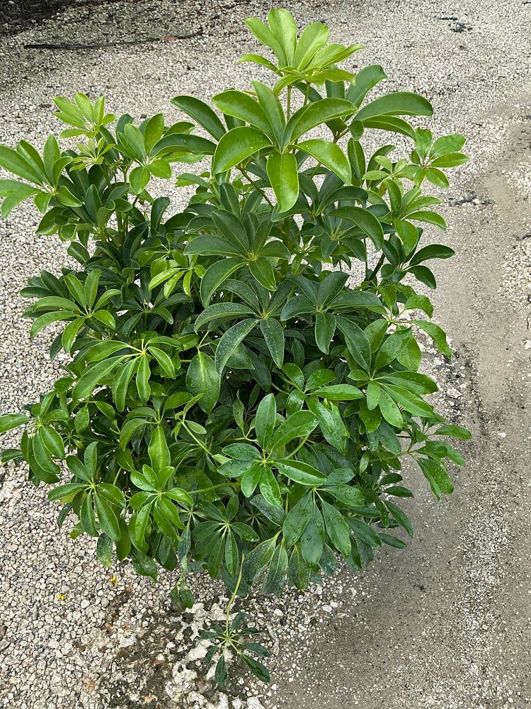 schefflera-arboricola-green-umbrella-tree
