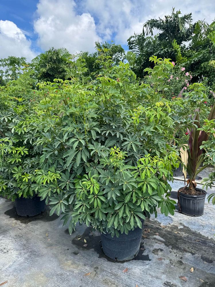 schefflera-arboricola-green-umbrella-tree