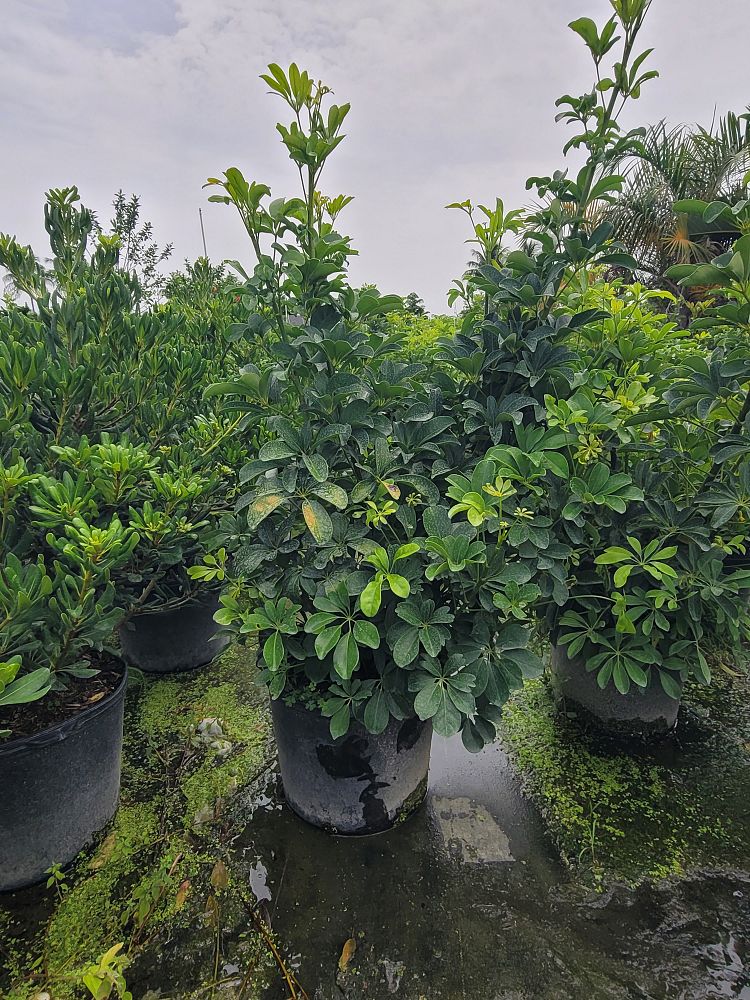 schefflera-arboricola-green-umbrella-tree