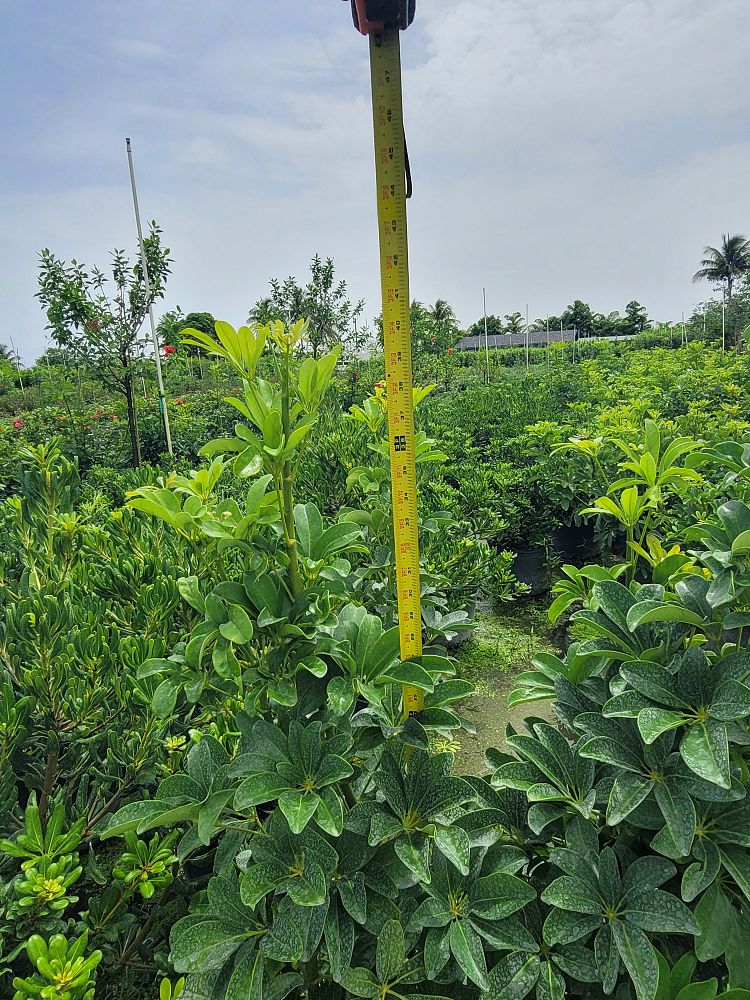 schefflera-arboricola-green-umbrella-tree