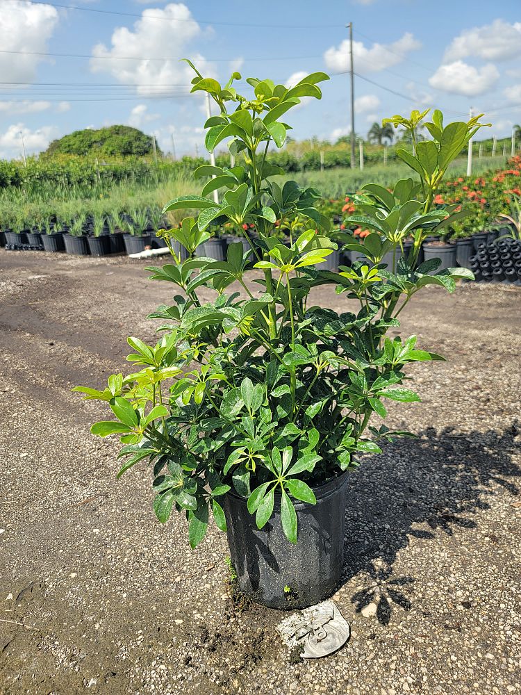 schefflera-arboricola-green-umbrella-tree
