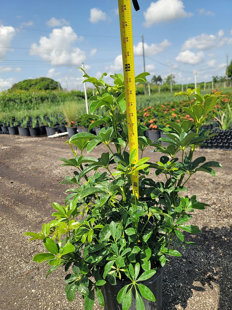 schefflera-arboricola-green-umbrella-tree