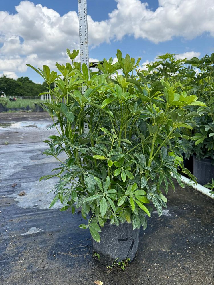 schefflera-arboricola-green-umbrella-tree
