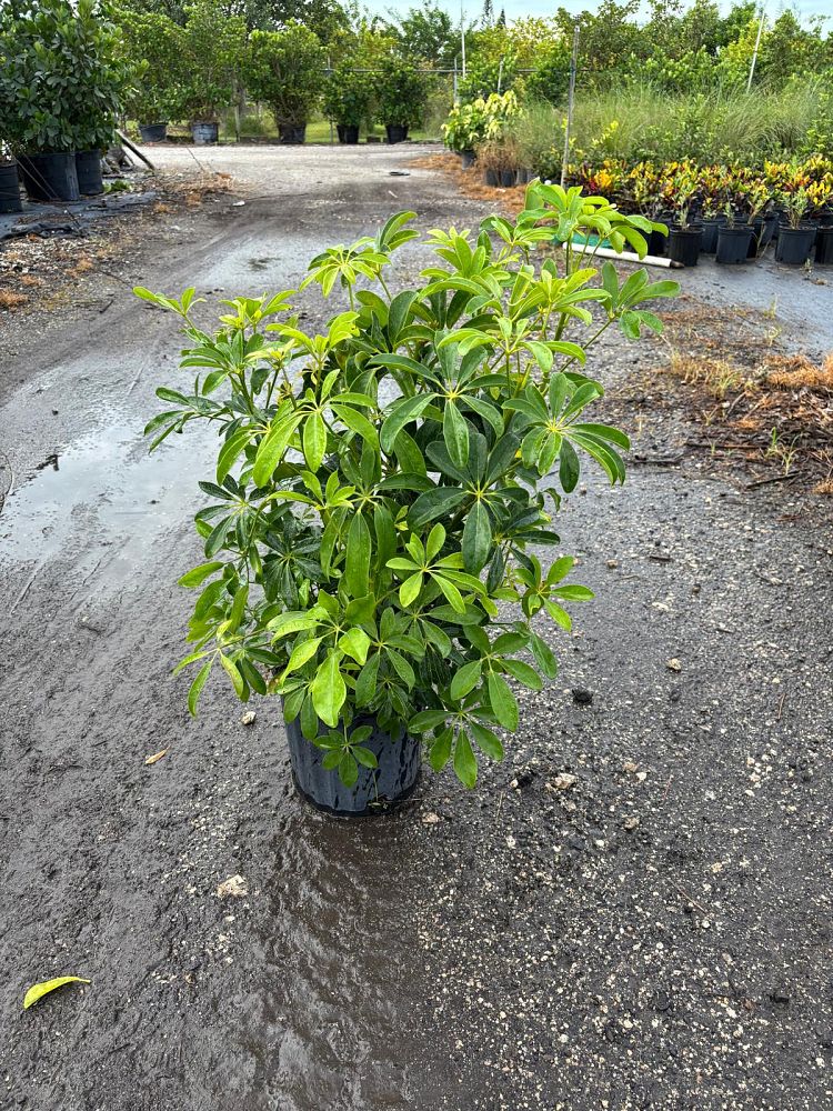schefflera-arboricola-green-umbrella-tree