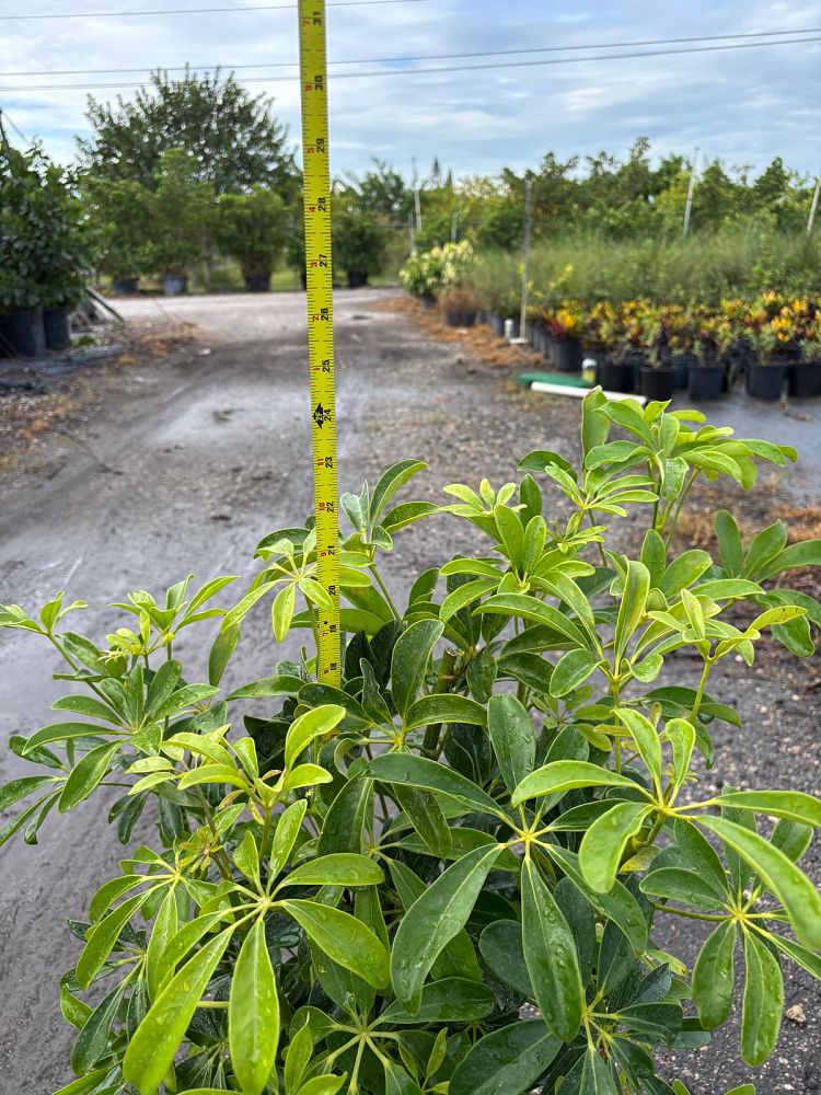schefflera-arboricola-green-umbrella-tree
