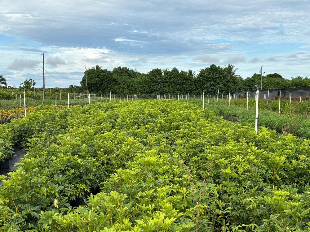 schefflera-arboricola-green-umbrella-tree