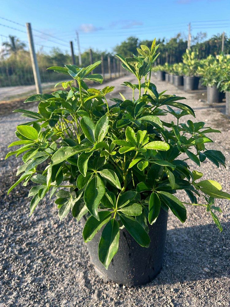 schefflera-arboricola-green-umbrella-tree