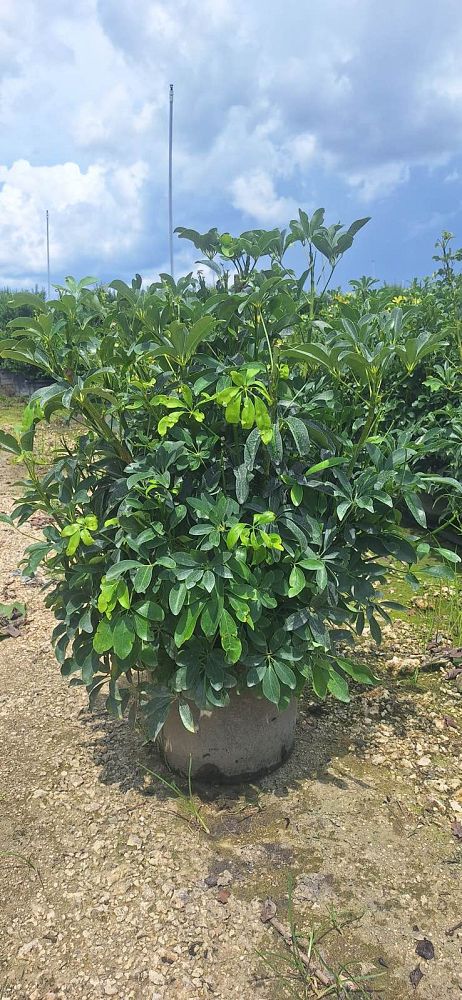 schefflera-arboricola-green-umbrella-tree