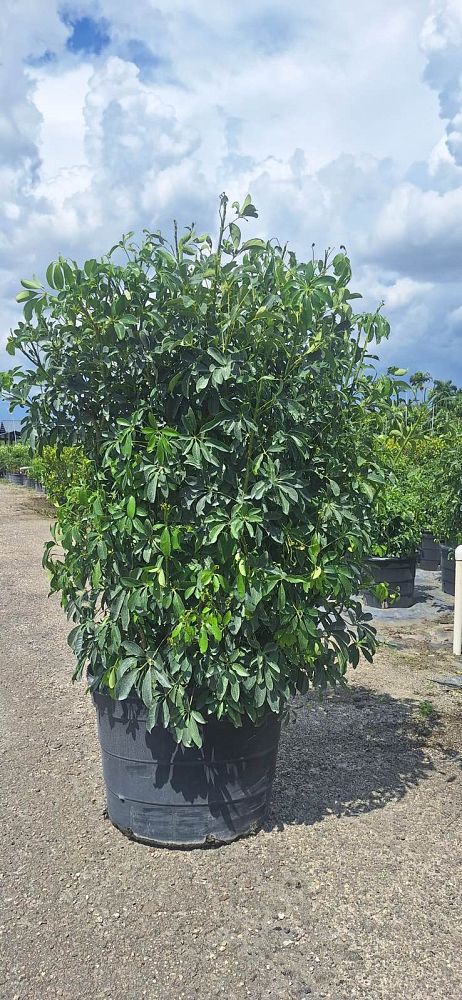 schefflera-arboricola-green-umbrella-tree
