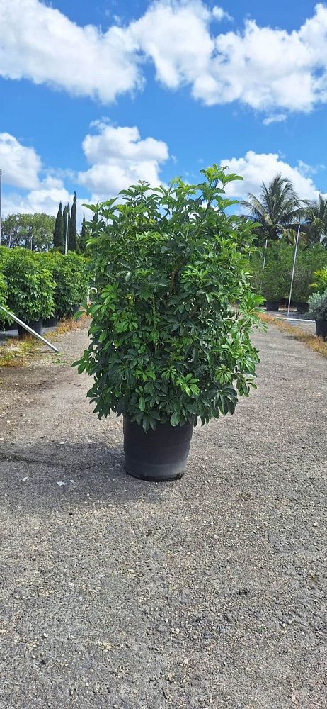 schefflera-arboricola-green-umbrella-tree
