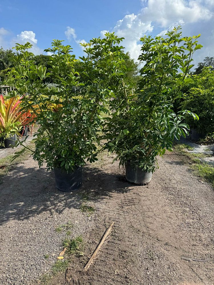 schefflera-arboricola-green-umbrella-tree