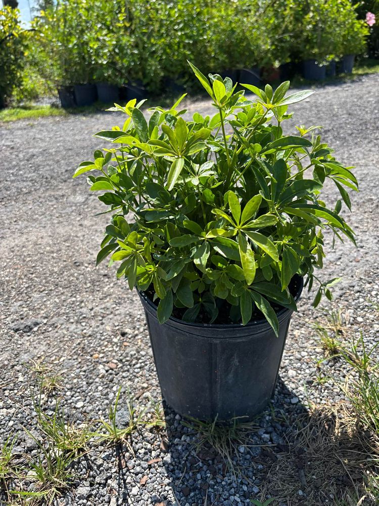 schefflera-arboricola-green-umbrella-tree