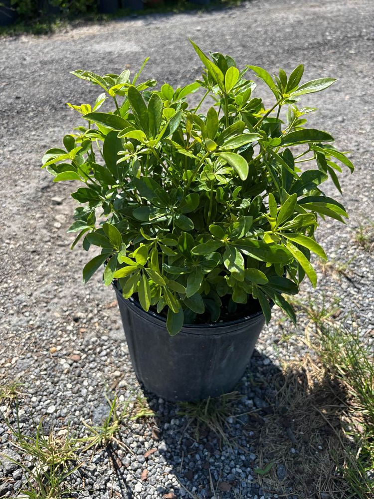 schefflera-arboricola-green-umbrella-tree