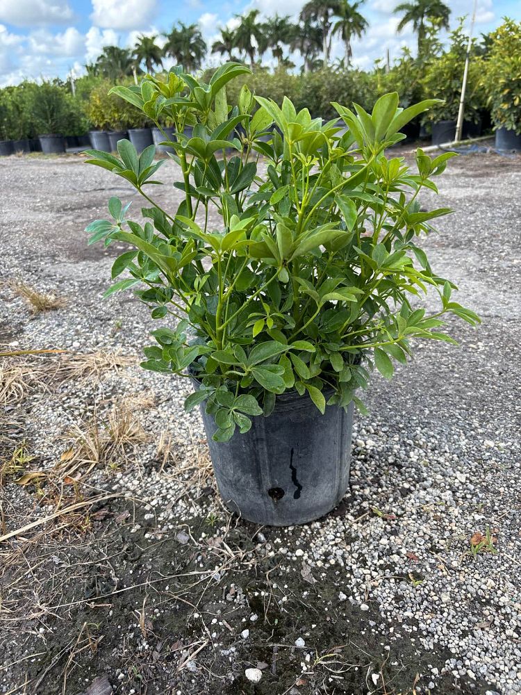 schefflera-arboricola-green-umbrella-tree
