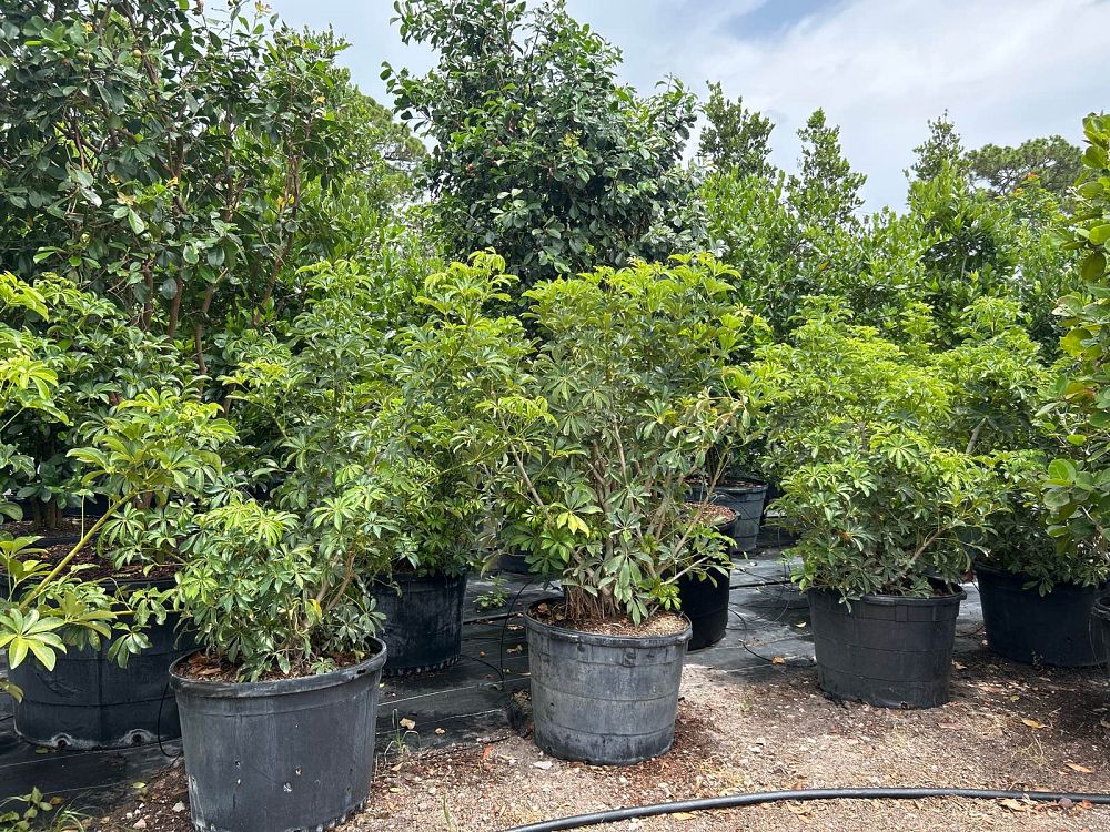 schefflera-arboricola-green-umbrella-tree