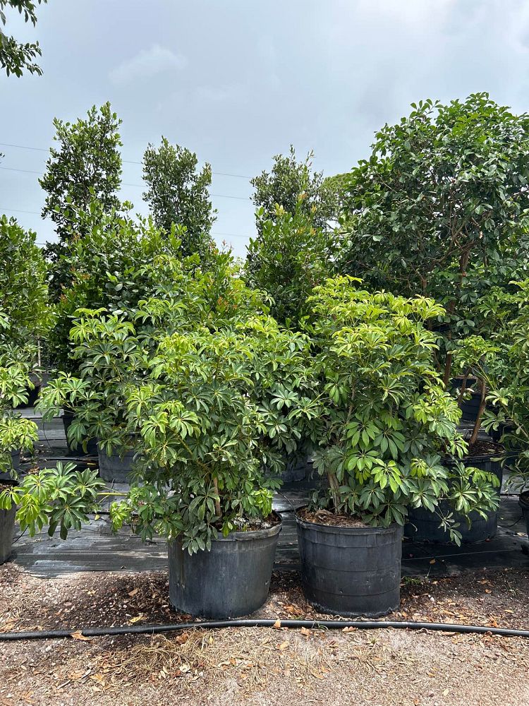 schefflera-arboricola-green-umbrella-tree