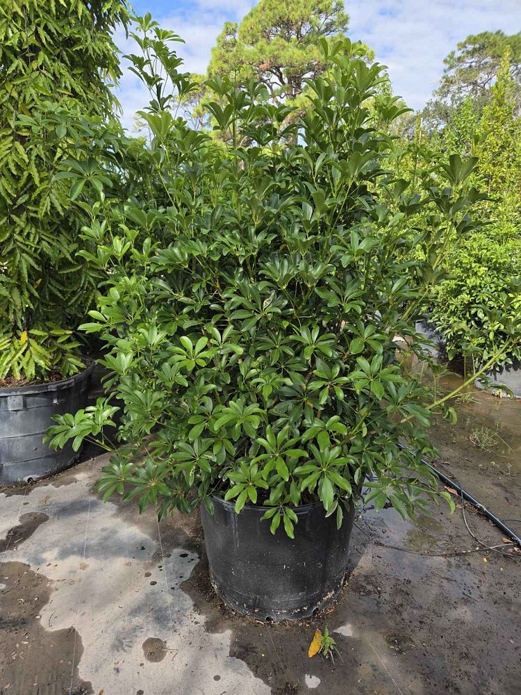 schefflera-arboricola-green-umbrella-tree