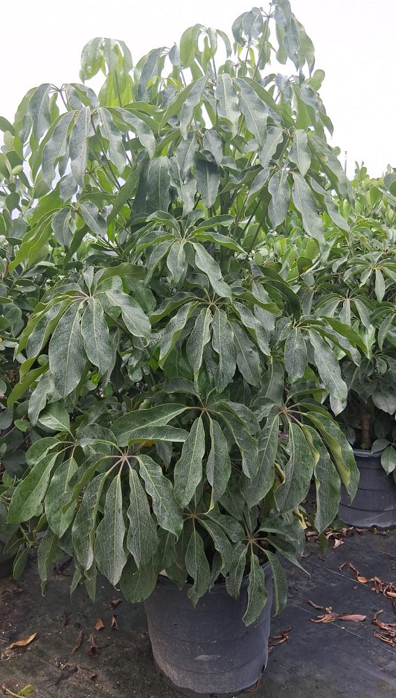 schefflera-arboricola-green-umbrella-tree