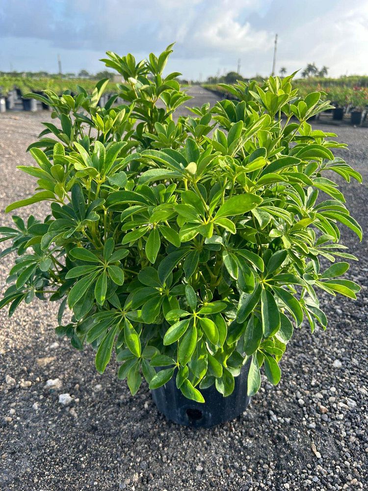 schefflera-arboricola-green-umbrella-tree