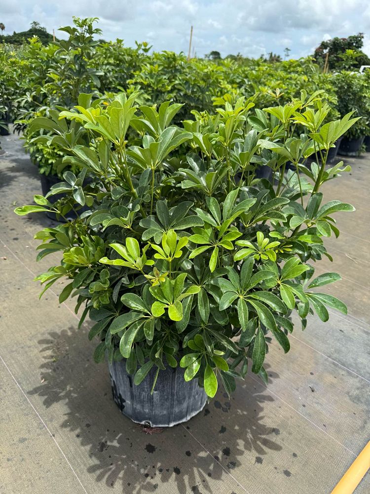 schefflera-arboricola-green-umbrella-tree