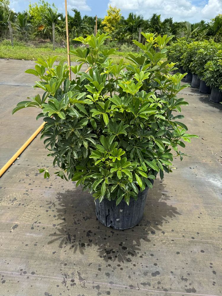 schefflera-arboricola-green-umbrella-tree