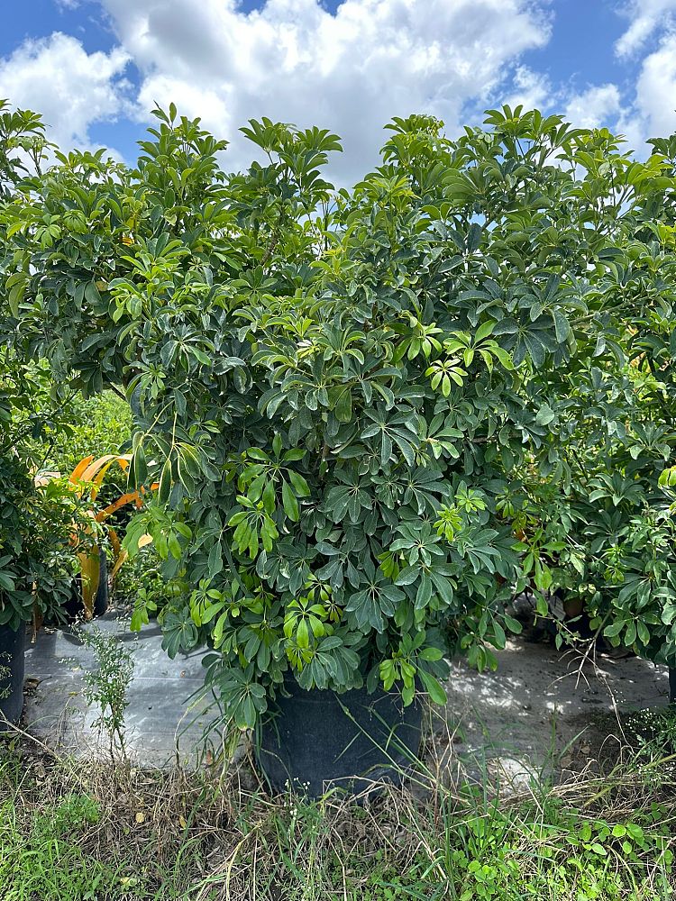schefflera-arboricola-green-umbrella-tree
