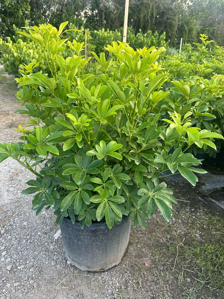schefflera-arboricola-green-umbrella-tree