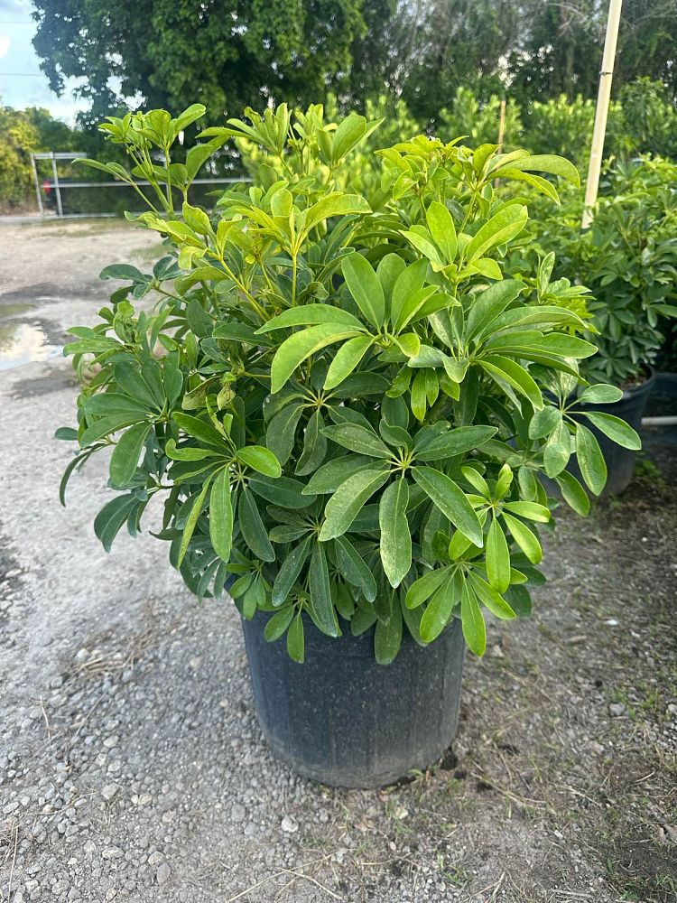 schefflera-arboricola-green-umbrella-tree