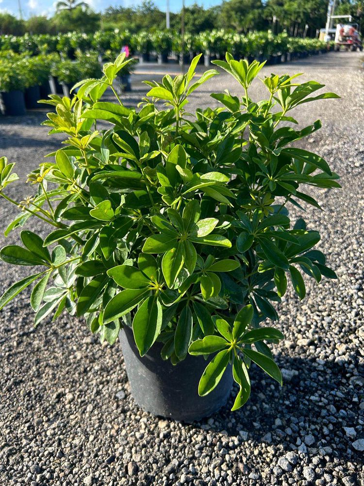 schefflera-arboricola-green-umbrella-tree