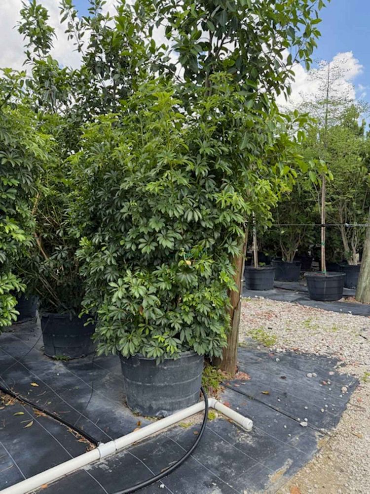 schefflera-arboricola-green-umbrella-tree