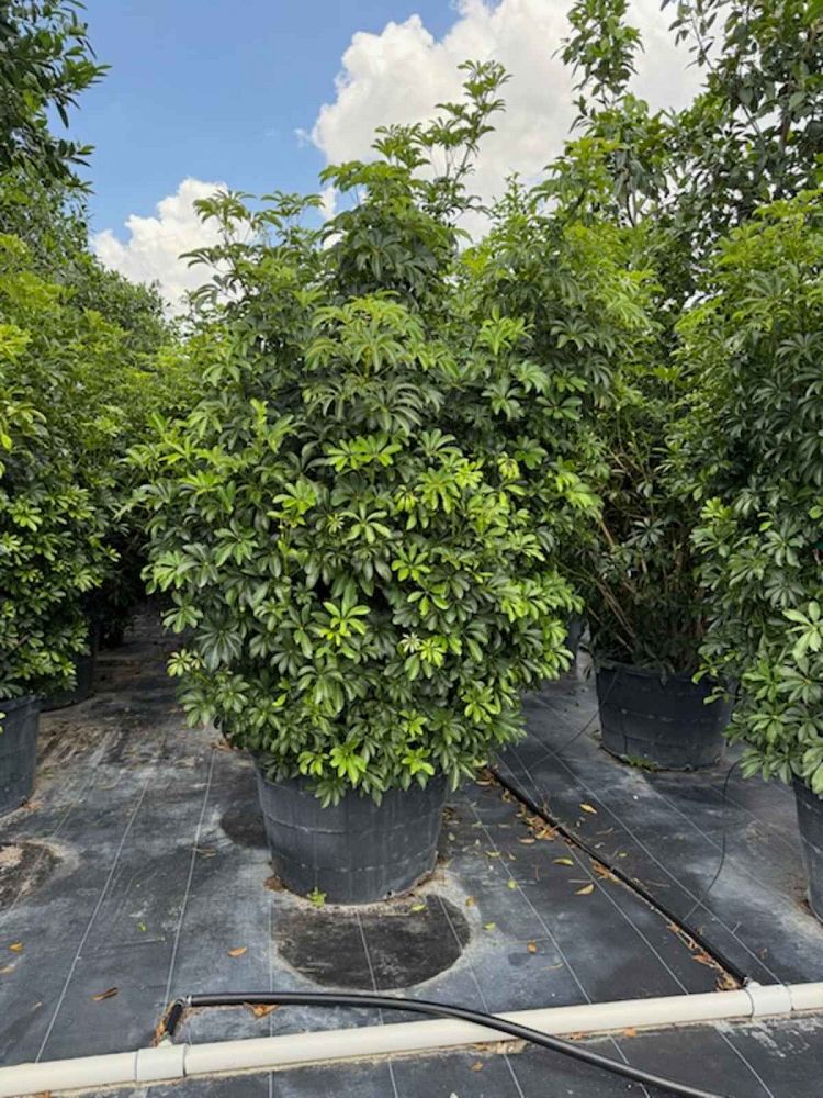schefflera-arboricola-green-umbrella-tree