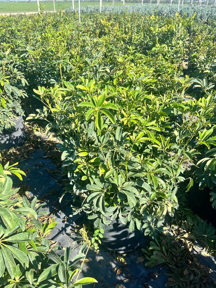 schefflera-arboricola-green-umbrella-tree