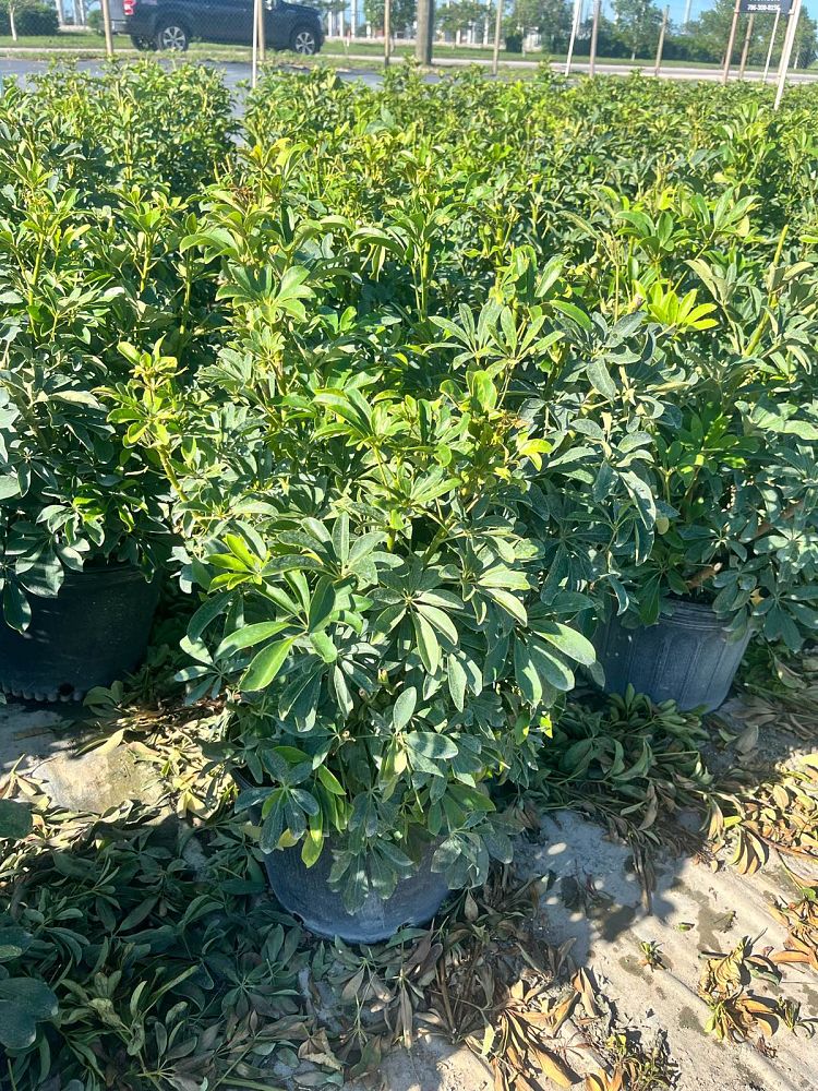 schefflera-arboricola-green-umbrella-tree