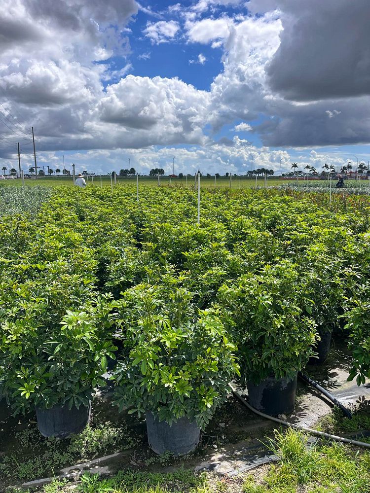 schefflera-arboricola-green-umbrella-tree