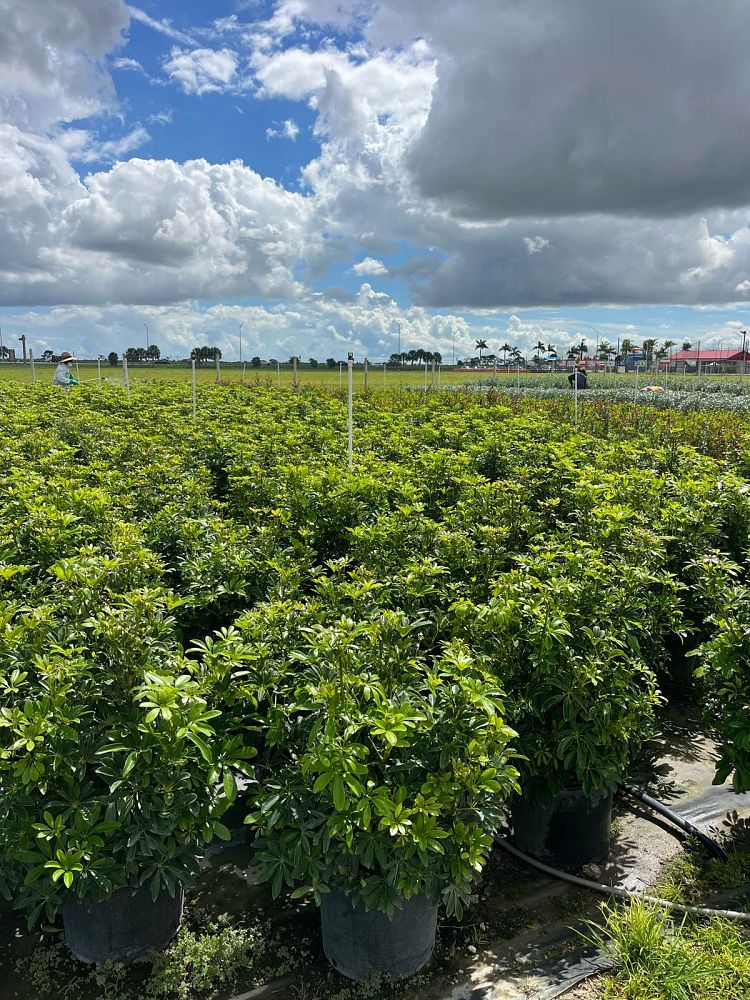 schefflera-arboricola-green-umbrella-tree