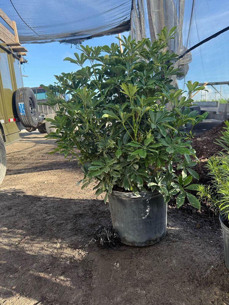 schefflera-arboricola-green-umbrella-tree
