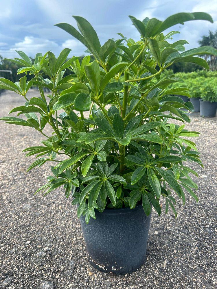 schefflera-arboricola-green-umbrella-tree