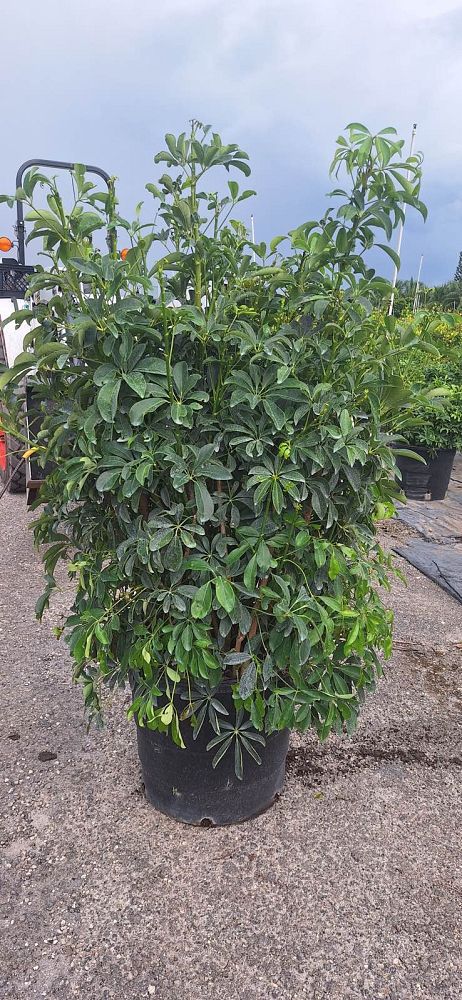 schefflera-arboricola-green-umbrella-tree
