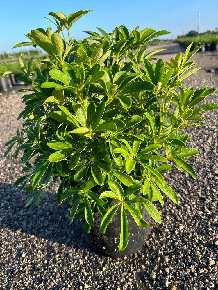 schefflera-arboricola-green-umbrella-tree