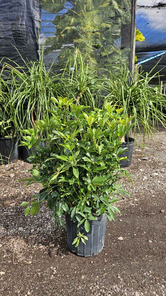 schefflera-arboricola-green-umbrella-tree