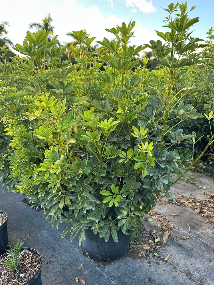schefflera-arboricola-green-umbrella-tree