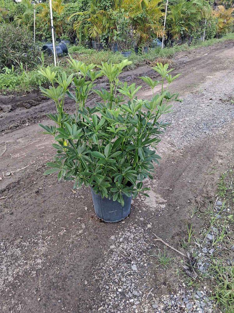 schefflera-arboricola-green-umbrella-tree