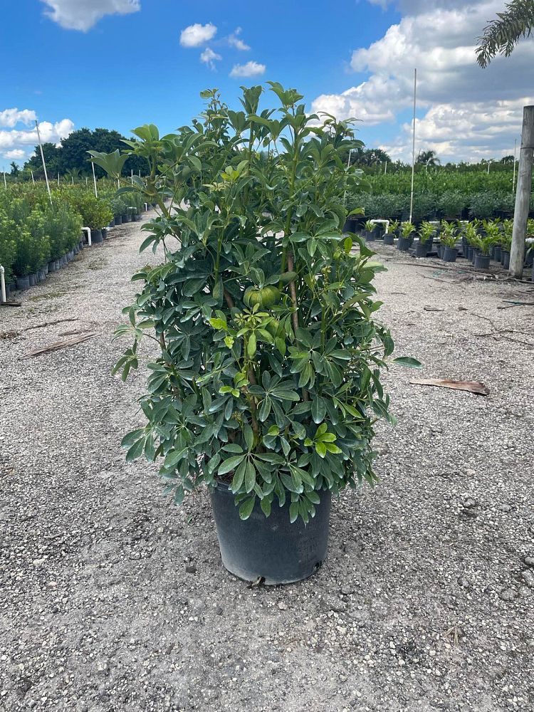 schefflera-arboricola-green-umbrella-tree